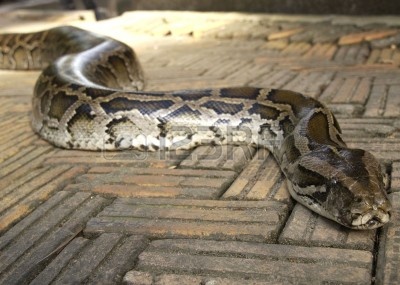 US Construction workers find ten-foot python - Construction Week Online