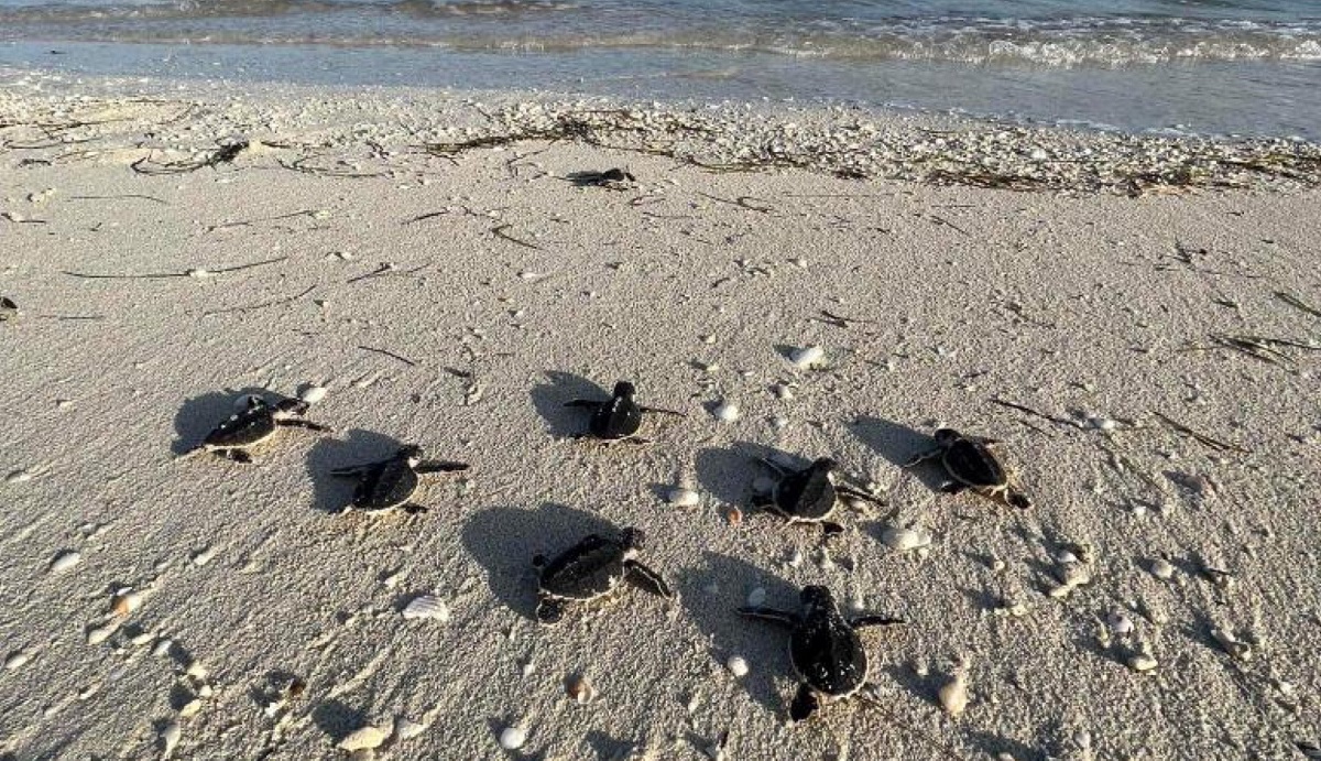 Construction and conservation: Over 200+ endangered turtles hatch at ...