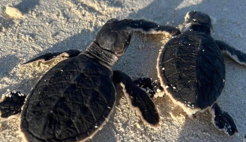 Construction and conservation: Over 200+ endangered turtles hatch at ...